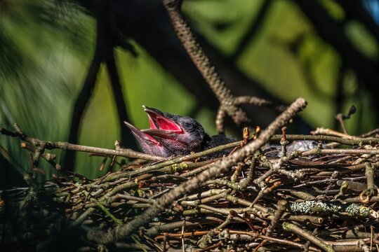 Rabenkr&auml;hen im Nest