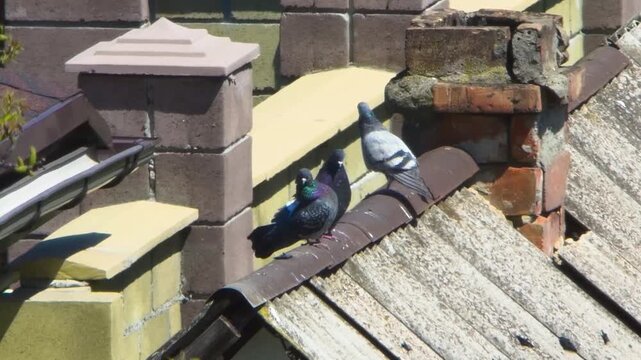 Pigeons walk along ridge of suburban house roof on bright sunny day. Heat haze distortion visible due to long telephoto lens zoom. Birds interact near old brick chimney under clear summer daylight