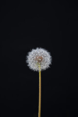 Fototapeta premium Dandelion