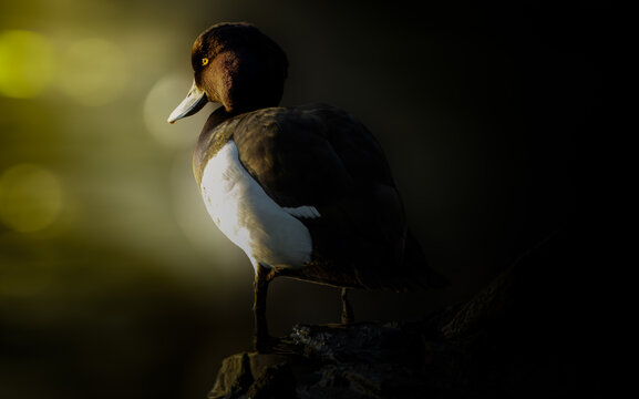  M&auml;nnliche Reiherente (Aythya fuligula) im Profil vor dunklem Hintergrund.