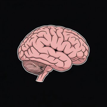 Human Brain Anatomy Illustration Medical.