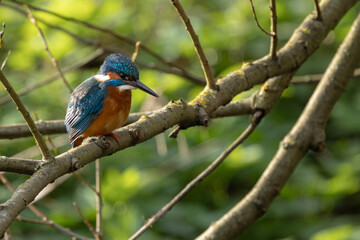 Obraz premium Kingfisher perched on tree branch