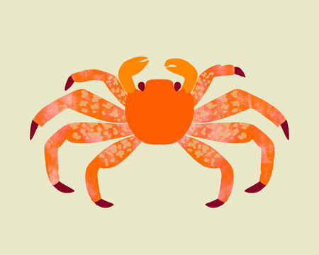 Crab illustration with stylized features