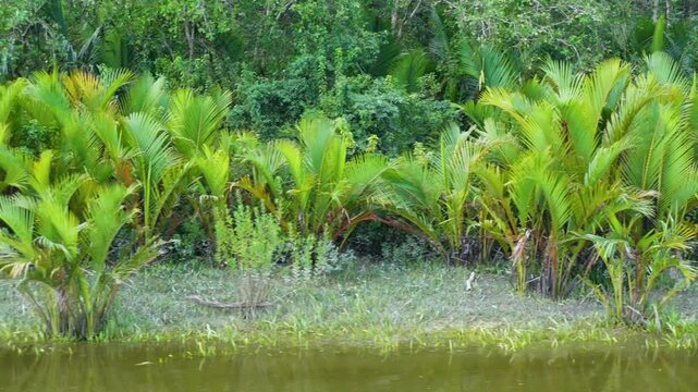 A view of the nipa palm tree mangrove forest seen from a tourist boat on the way to Char Kukri Mukri Island.