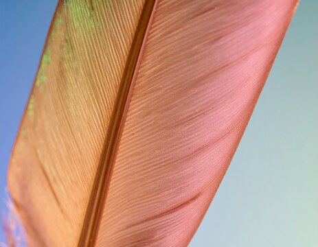 Close-up of a Soft Pink Bird Feather