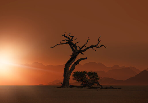 Dead trees in Dead Vlei - Sossusvlei, Namib desert, Namibia