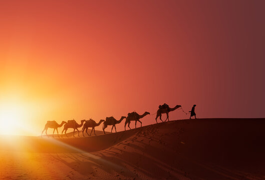 Caravan of camel in the sahara desert of Morocco at sunset time