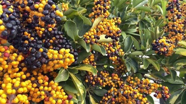 Schefflera arboricola or Dwarf schefflera flowering plant of the family Araliaceae.Hawaiian Umbrella tree with fruits,4K.