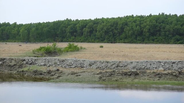 Beautiful Kukri Mukri Island, Char Kukri Mukri union, Bhola District, seen from a tourist boat.