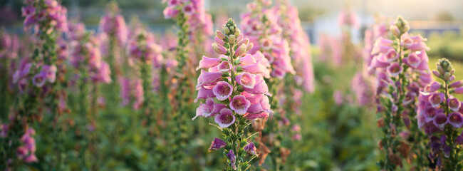 Blooming Foxglove Field © Dong