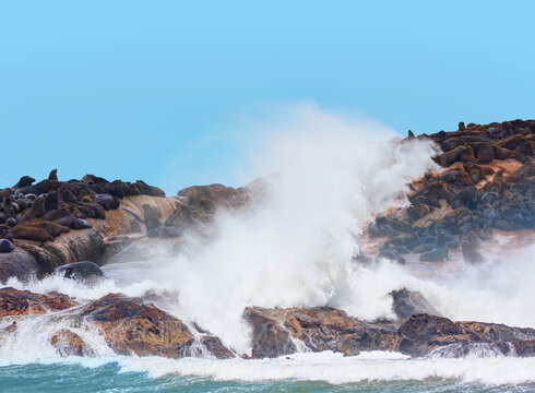 Seal colony among powerful waves - The seal colony at Cape Cross, on the atlantic coast, Duiker Island or Seal Island near Hout Bay Cape fur - South Africa