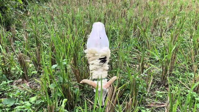 Sheep Are Eating Green Grass