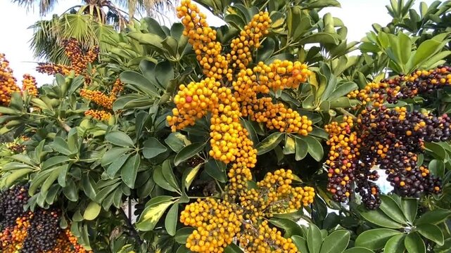 Schefflera arboricola or Dwarf schefflera flowering plant of the family Araliaceae. Hawaiian Umbrella tree with fruits,4K.