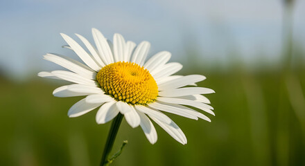 Obraz premium Vibrant white daisy flower head with yellow center blooming in a sunlit meadow professional macro shot of natures beauty in spring and summer