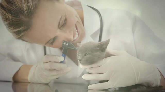 Female vet bringing otoscope to kitten, performing ear exam for checkup on table with bokeh overlay