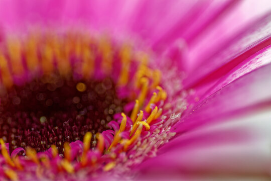 Macro of Pink Gerbera Daisy Center with Yellow Stamens