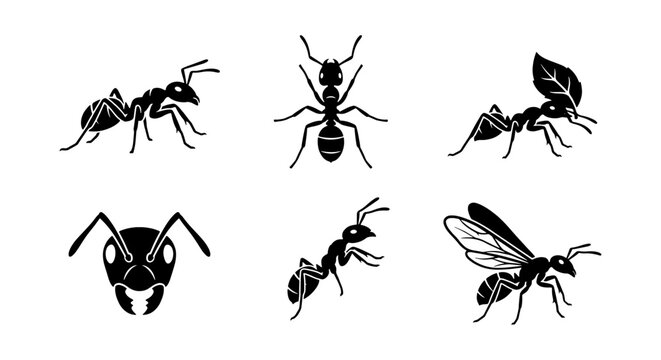 Six Black Ant Vector Icons, Insect Illustrations, Macro Wildlife Details, Small Creature Graphics, Entomological Art, Garden Pest Silhouettes