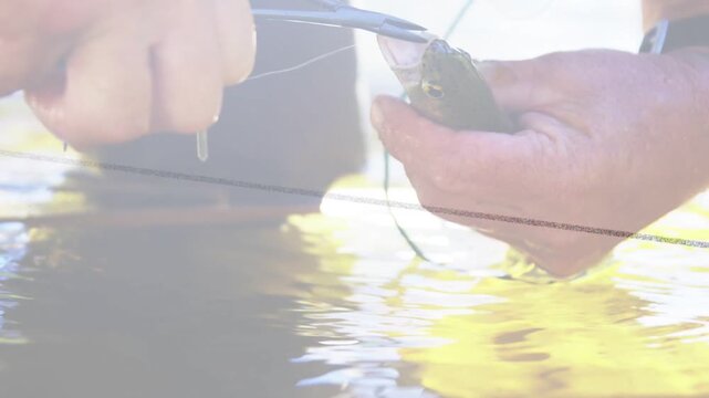 Male angler in fishing scene positioning pliers near fish mouth, removing hook to release fish