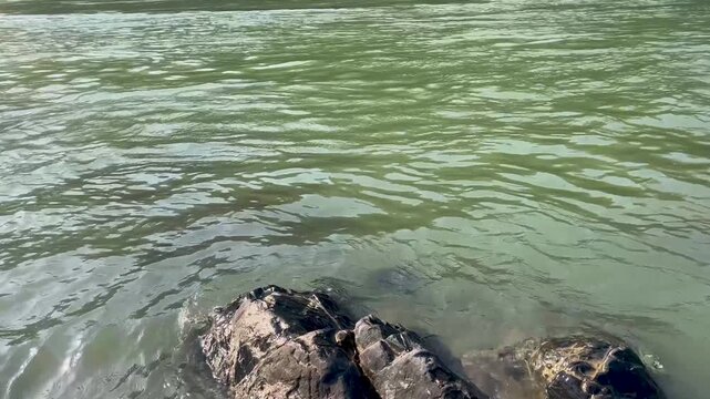 Scenic View of the Ganga River Flowing Through Rishikesh, India, Peaceful Ganga River and Himalayan Landscape in Rishikesh Uttarakhand