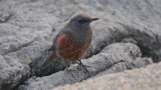 Blue Rock-Thrush observing and foraging on rocky ground