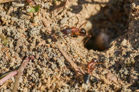 hormigas recolectando 