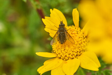 mosca de la abeja saltamontes, mosca abeja (systoechus vulgaris) © JOSE ANTONIO