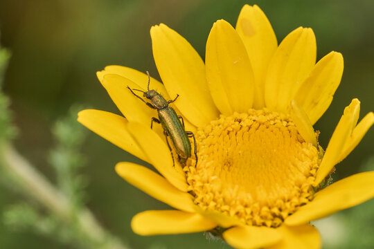 escarabajos en una flor en primavera (psilothrix viridicoerulea)