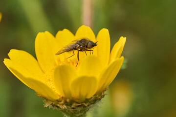 mosca de la abeja saltamontes, mosca abeja (systoechus vulgaris) © JOSE ANTONIO
