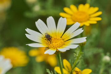 mosca de la abeja saltamontes, mosca abeja (systoechus vulgaris) © JOSE ANTONIO