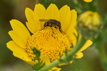 mosca de la abeja saltamontes, mosca abeja (systoechus vulgaris) © JOSE ANTONIO