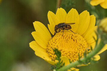 mosca de la abeja saltamontes, mosca abeja (systoechus vulgaris) © JOSE ANTONIO