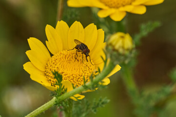 mosca de la abeja saltamontes, mosca abeja (systoechus vulgaris) © JOSE ANTONIO