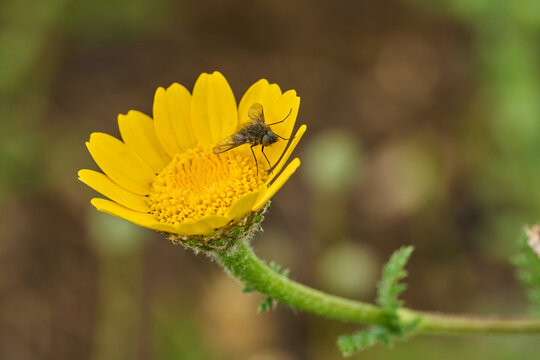 mosca de la abeja saltamontes, mosca abeja (systoechus vulgaris)