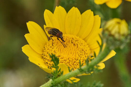 mosca de la abeja saltamontes, mosca abeja (systoechus vulgaris)