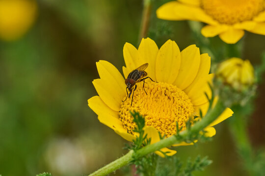 mosca de la abeja saltamontes, mosca abeja (systoechus vulgaris)