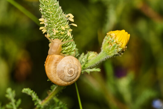 caracol reptando sobre una flor al amanecer