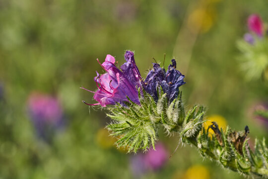 flor violeta flor de viborera