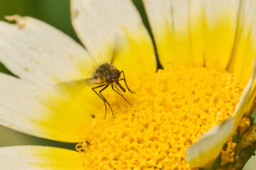 mosca de la abeja saltamontes, mosca abeja (systoechus vulgaris) © JOSE ANTONIO
