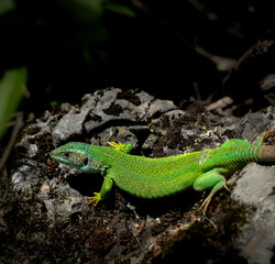 Fototapeta premium Green lizard on mossy rock.