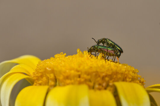 escarabajos apareandose (psilothrix viridicoerulea)