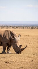 Obraz premium Majestic Rhinoceros Grazing in African Savanna