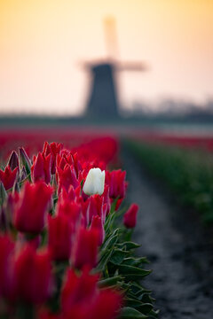 A single white tulip stands out among a field of red tulips, illuminated by warm morning light. In the background a silhouette of a typical dutch windmill. 