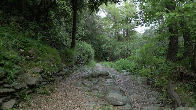 Aerial drone forward flight through dense green forest canopy at Sisco, Cap Corse, Corsica, France