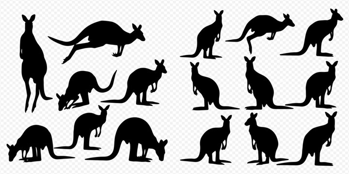 Collection of various kangaroo silhouettes in different poses and actions, isolated on a transparent background.