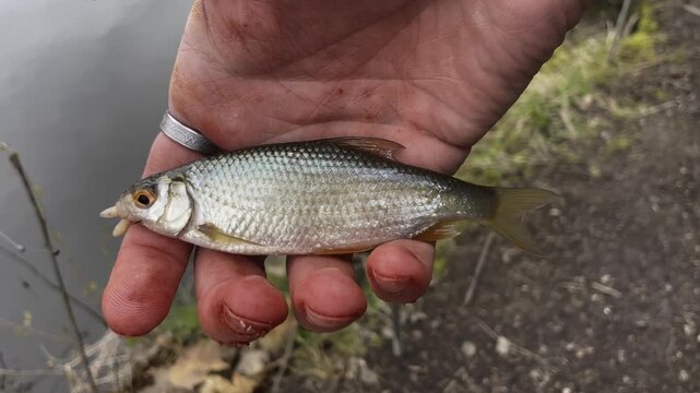 Authentic close-up of fisherman hand holding a freshly caught small common roach (Rutilus rutilus) outdoors