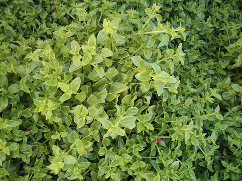 Lush Green Aptenia Cordifolia Groundcover with Small Red Flowers