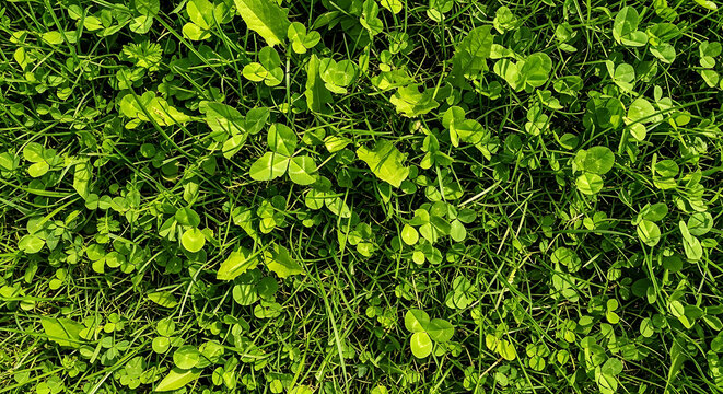 Topdown macro photo of lush green grass and vibrant clover leaves in a wild meadow featuring a fresh natural texture for organic environmental and garden backgrounds