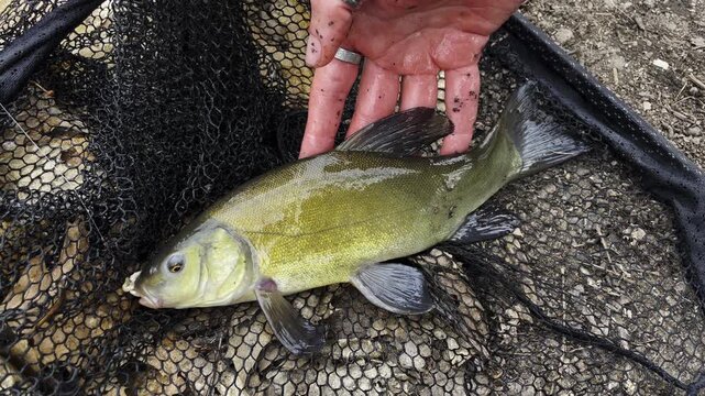 Beautiful green tench (Tinca tinca) lying on a black fishing landing net. Catch and release sport fishing concept.