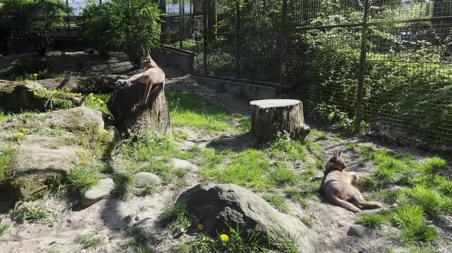 Two wild caracal cats (Caracal caracal) resting under sunlight in a zoo enclosure. Wildlife conservation and animal care.