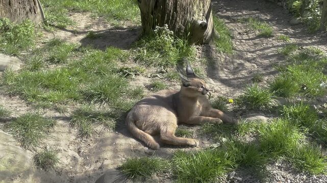 Two wild caracal cats (Caracal caracal) resting under sunlight in a zoo enclosure. Wildlife conservation and animal care.